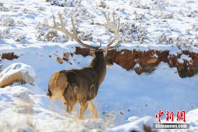 [中国日报网]冬日野生动物频现祁连山：狐狸呆萌 猎隼翱翔