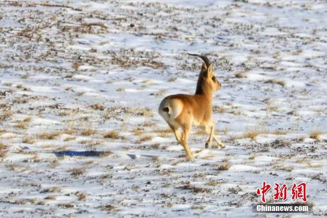 [中国日报网]冬日野生动物频现祁连山：狐狸呆萌 猎隼翱翔