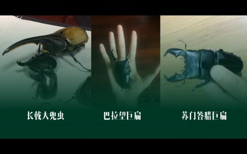 【环球网】在教育的森林中播撒“学霸”的种子