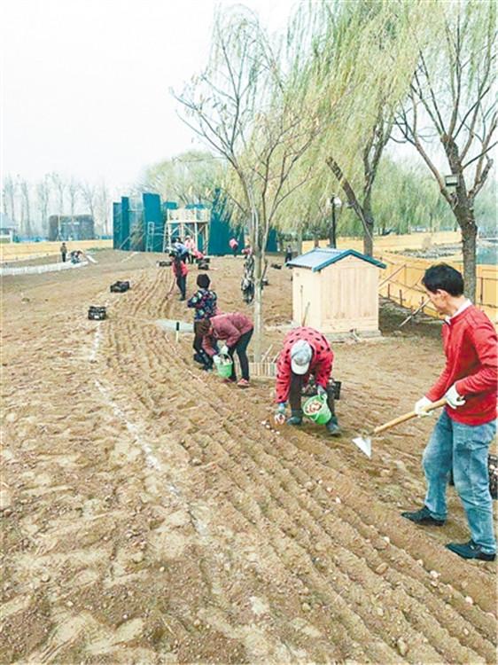 「河北新闻网」?廊坊市第四届郁金香花展完成种植工作