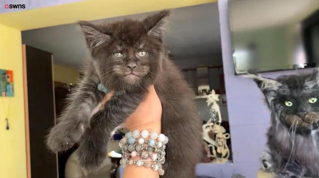 环球网：俄罗斯猫科专家培育出一窝“人脸”猫
