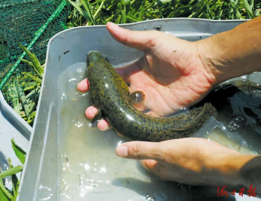五源河首次发现了国家Ⅱ级保护野生动物——花鳗鲡