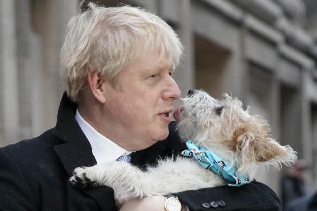 #海外网#投票卖萌两不误！英首相约翰逊带宠物狗现身投票站