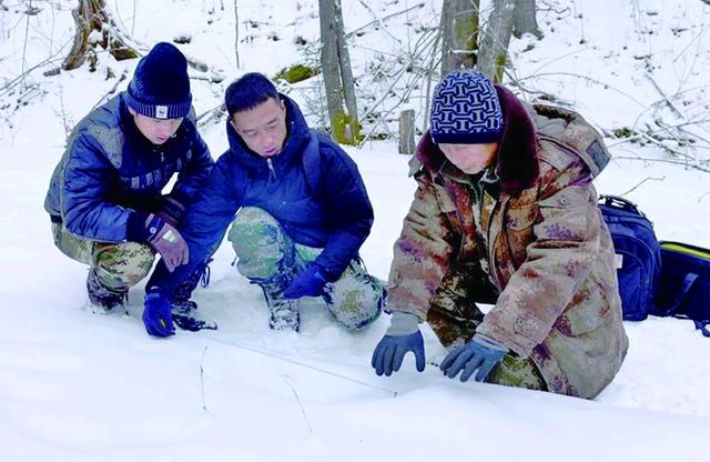 东北网@东京城林区疑似再现虎踪 挠点儿土埋粪便这东北虎挺精