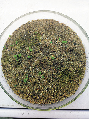 「中国青年报」秦岭石蝴蝶人工繁育技术获突破