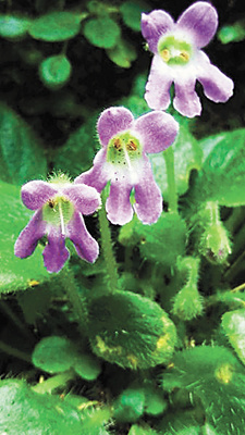 「中国青年报」秦岭石蝴蝶人工繁育技术获突破