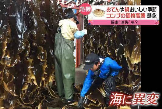 新京报：继海苔荒之后海带将消失？气候变化将日本推向粮食危机