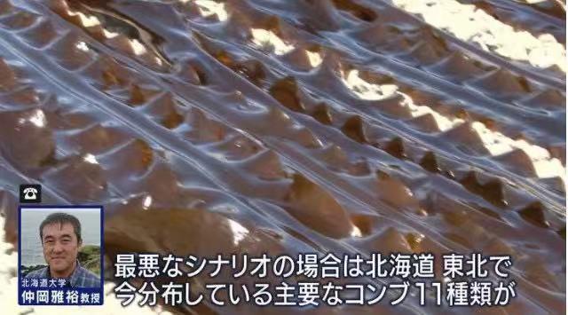 新京报：继海苔荒之后海带将消失？气候变化将日本推向粮食危机