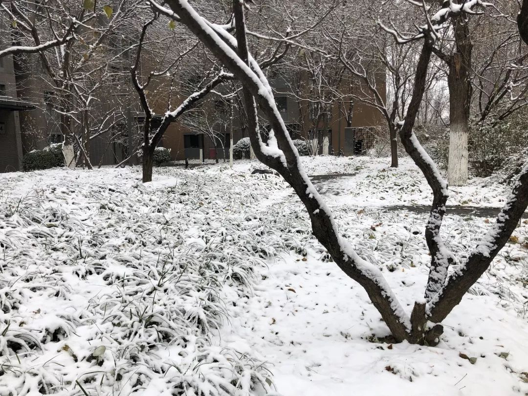 「经济日报」花式堆雪人大赛即将开赛？来看看你家会下雪吗