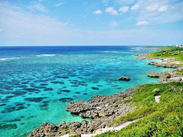 澎湃新闻：日本冲绳宫古岛“孔雀成灾”，不速之客成桌上美食