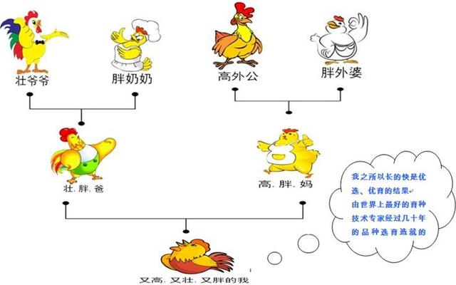 新京报@熟制禽肉赴美 美方在输美最终规则中增加“自产”两个字
