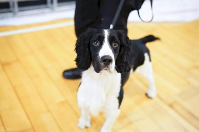 「新华网」从流浪犬到警犬，尼克的逆袭之路励志