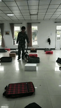 「新华网」从流浪犬到警犬，尼克的逆袭之路励志
