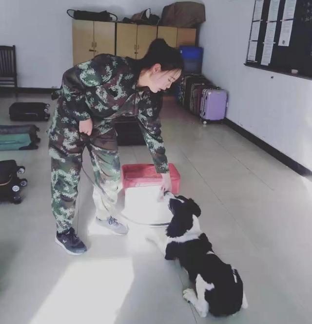 「新华网」从流浪犬到警犬，尼克的逆袭之路励志