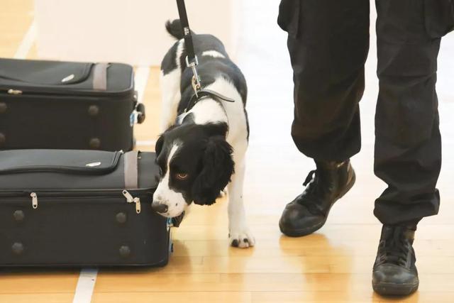 「新华网」从流浪犬到警犬，尼克的逆袭之路励志