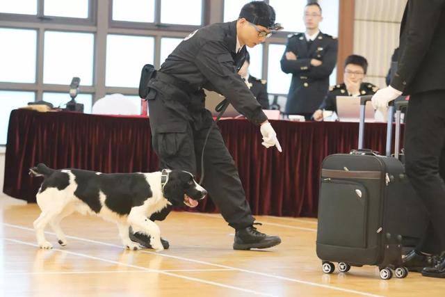「新华网」从流浪犬到警犬，尼克的逆袭之路励志