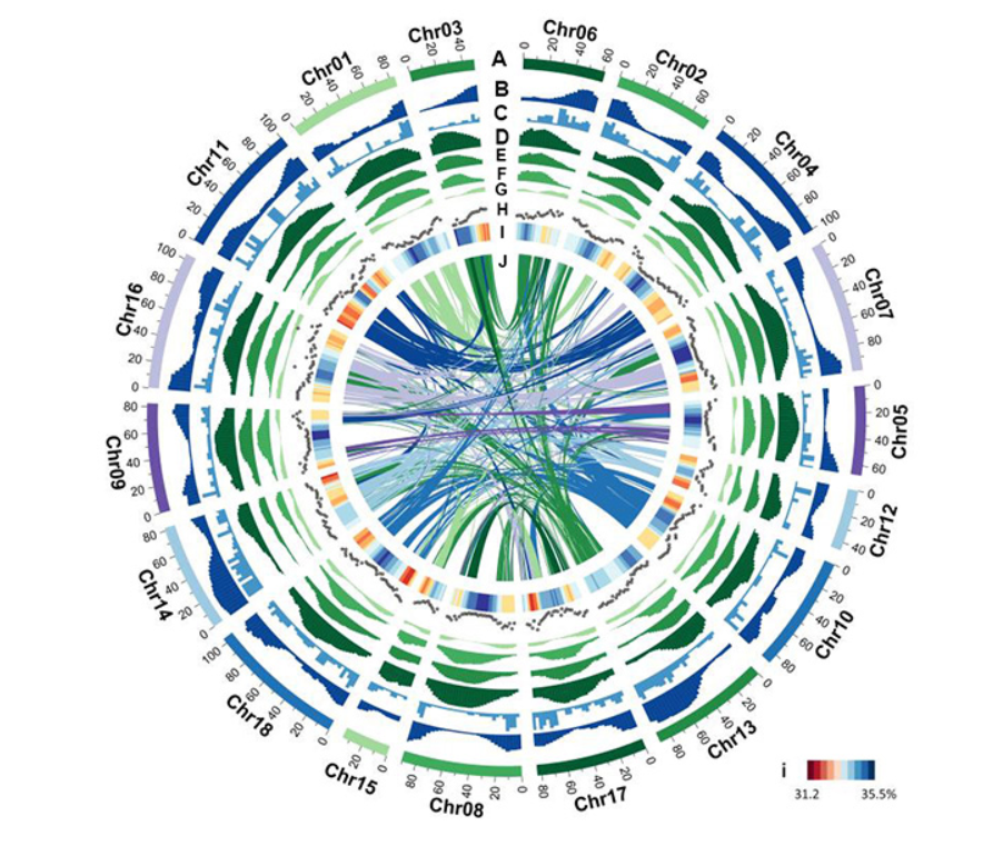 我国获得首个染色体级别的橡胶树参考基因组图谱