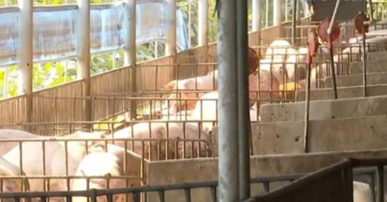 人民网：自然资源部：新政出台 多方面保障生猪养殖用地需求