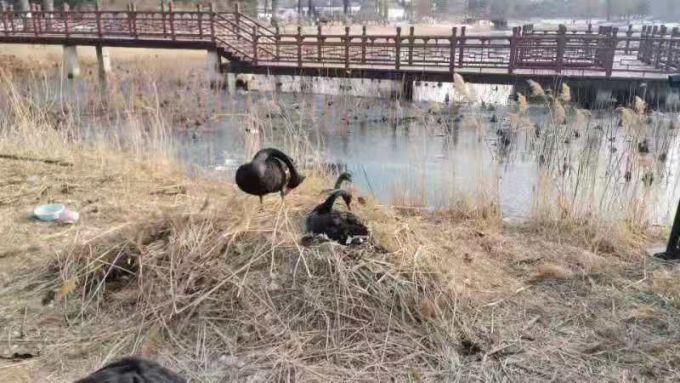 「北京日报客户端」北京圆明园内黑天鹅蛋险被拿走！“护蛋”还是“偷蛋”？