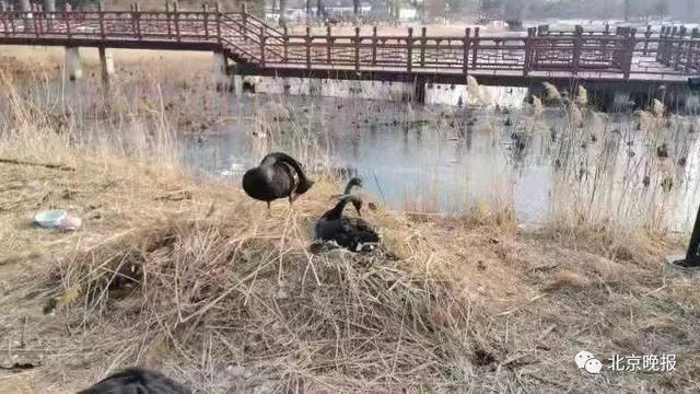 中国青年网@圆明园内7枚黑天鹅蛋险被拿走！“护蛋”还是“偷蛋”？
