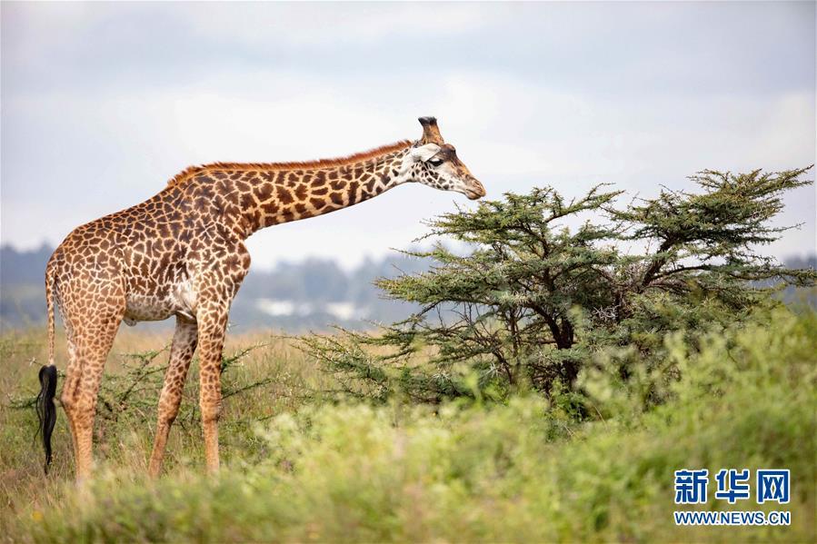 #新华网#内罗毕国家公园圣诞假期引游人