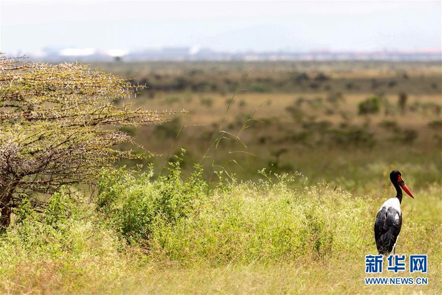 #新华网#内罗毕国家公园圣诞假期引游人