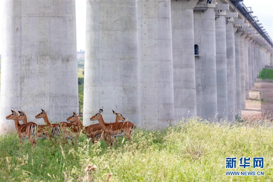 #新华网#内罗毕国家公园圣诞假期引游人
