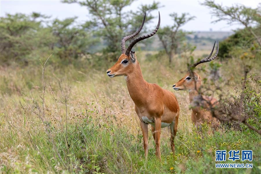 #新华网#内罗毕国家公园圣诞假期引游人