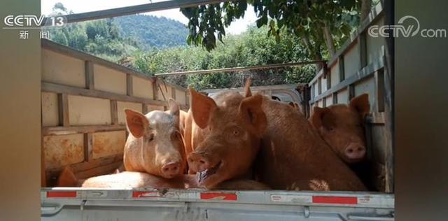 #中国青年网#猖獗！人猪共处！改装商务面包、越野车，炒猪团运猪花招百出