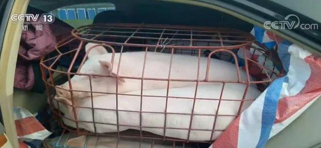 #中国青年网#猖獗！人猪共处！改装商务面包、越野车，炒猪团运猪花招百出