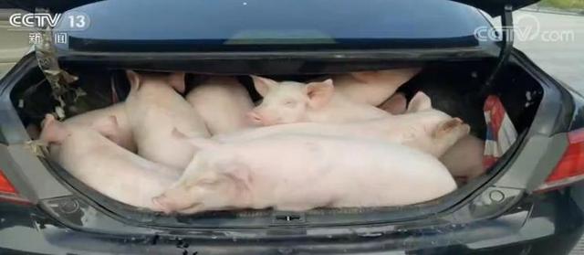 #中国青年网#猖獗！人猪共处！改装商务面包、越野车，炒猪团运猪花招百出