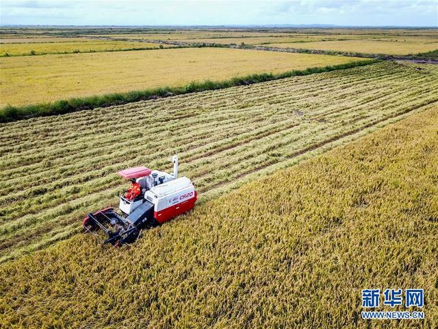 「新华网」中国农业技术帮助莫桑比克改善粮食问题