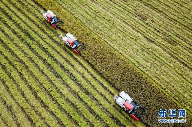 「新华网」中国农业技术帮助莫桑比克改善粮食问题