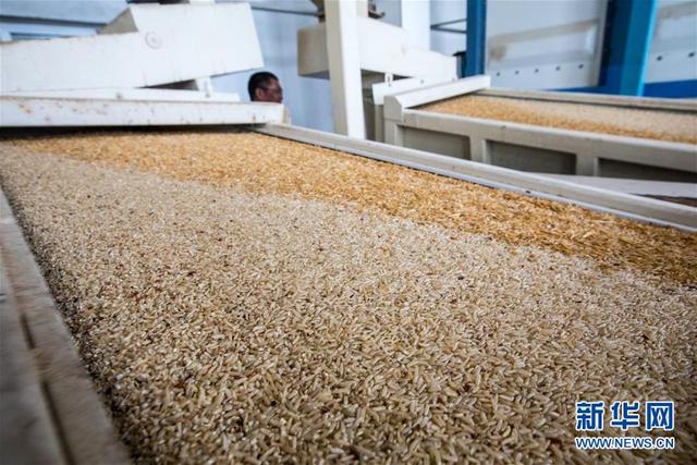 「新华网」中国农业技术帮助莫桑比克改善粮食问题