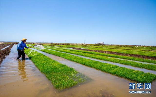 「新华网」中国农业技术帮助莫桑比克改善粮食问题