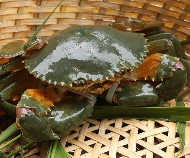 福州 渔傅餐饮有限公司销售的 活菜鲟(批号:2019/6/26), 镉(以cd计)