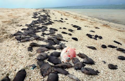 海外网■这个国家被美国核爆了67次，后果延续至今，美国却拒绝买单