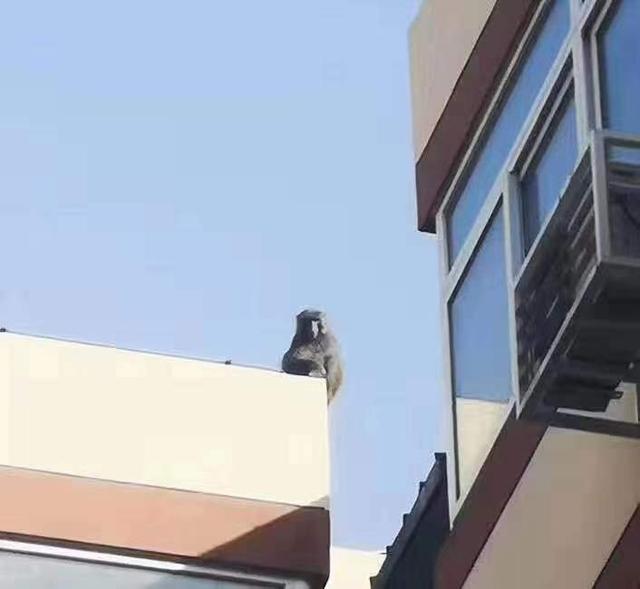 北京日报客户端：顽皮猕猴“大闹”校园后溜走，专家提醒，性情凶猛，不要惊扰