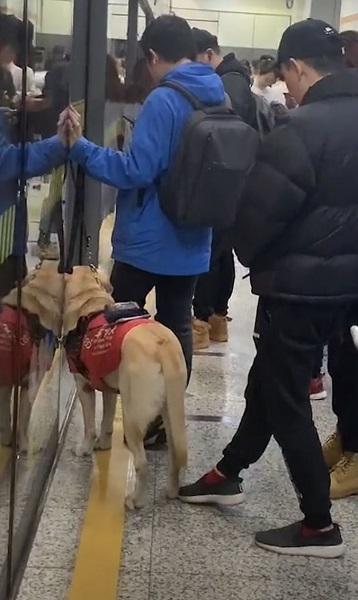 新民晚报：男子对导盲犬“动脚”引热议 如果你在地铁里看见它们 请给予关爱
