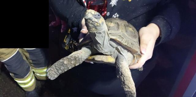 [中国青年网]45岁乌龟引发房屋火灾后被救出 但它看上去很生气