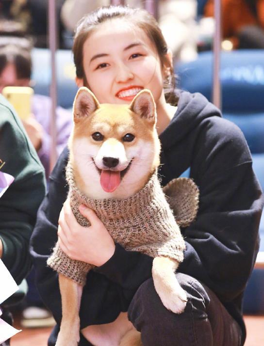 综艺节目《向往的生活》中的男一号(不是)柴犬小h来探班张子枫啦!