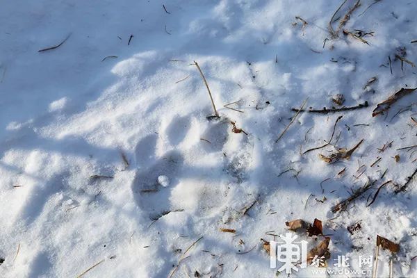 【视频】野生东北虎出门"遛弯,雪地脚印暴露行踪