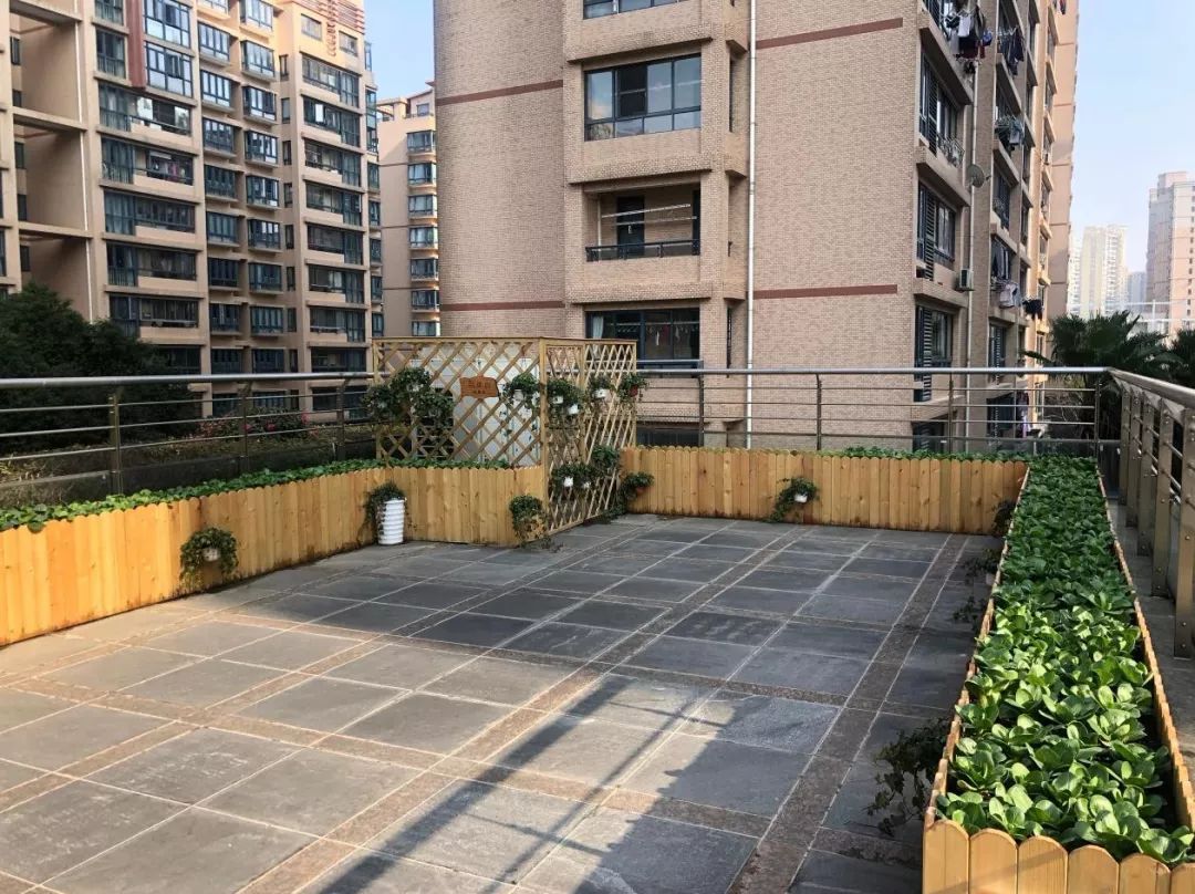蔬菜长在楼顶上长宁这个小区在楼顶打造了一个百菜园