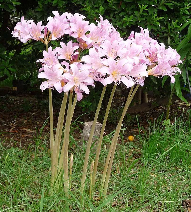 花叶不相见的鹿葱,开花时,花朵都从光秃秃的花薹上长出