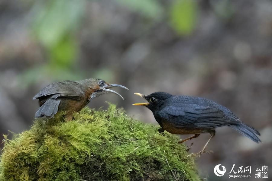 「人民网-云南频道」高清组图：来云南观鸟