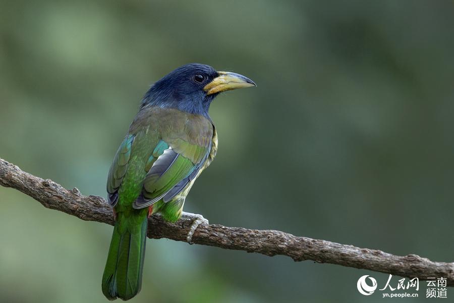 「人民网-云南频道」高清组图：来云南观鸟