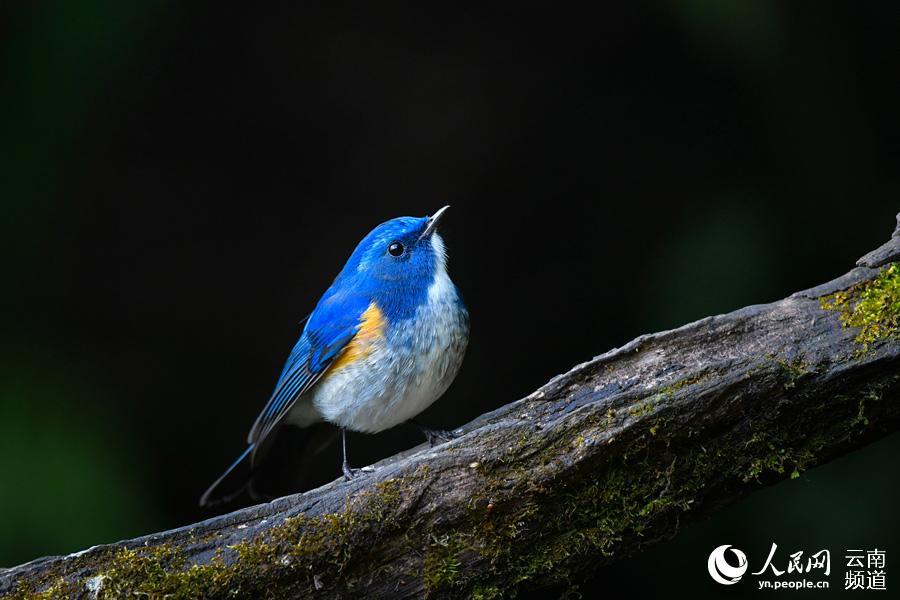 「人民网-云南频道」高清组图：来云南观鸟