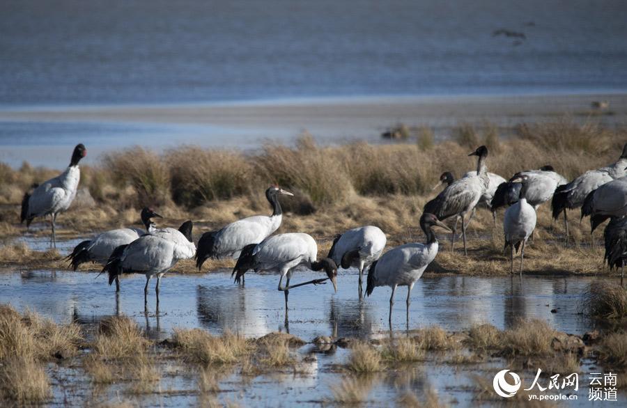 「人民网-云南频道」高清组图：来云南观鸟