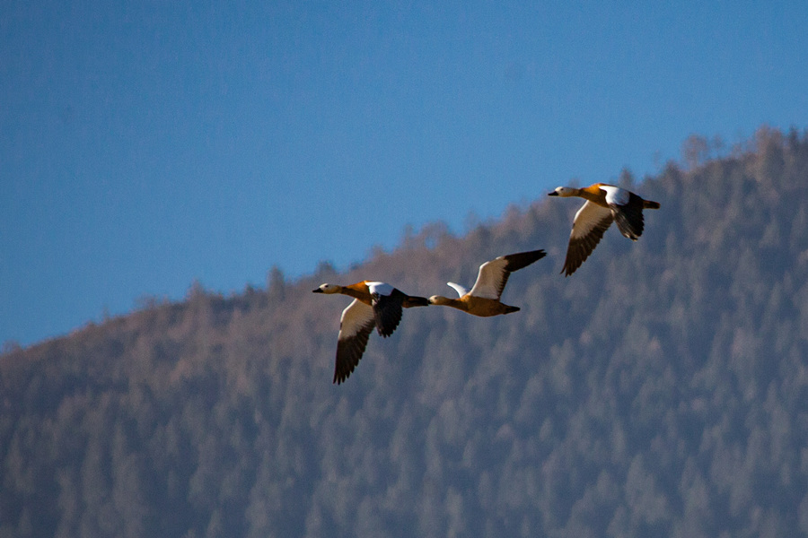 「人民网-云南频道」高清组图：来云南观鸟