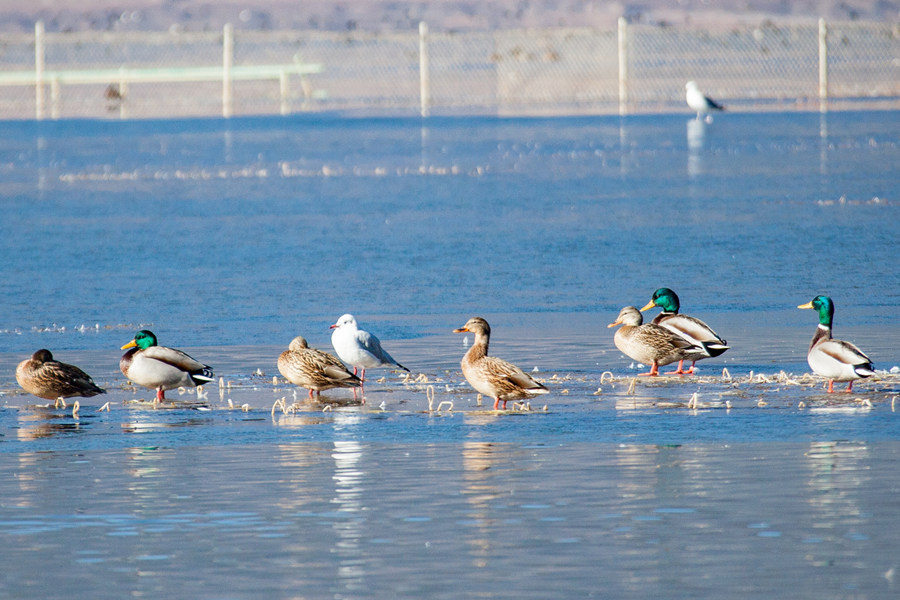「人民网-云南频道」高清组图：来云南观鸟